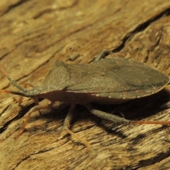 Amorbus sp. (genus) at Paddys River, ACT - 7 Dec 2016