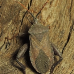 Amorbus sp. (genus) (Eucalyptus Tip bug) at Point Hut to Tharwa - 7 Dec 2016 by michaelb