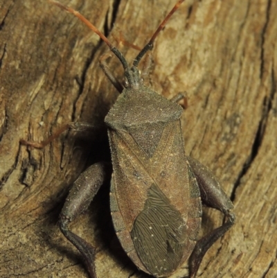 Amorbus (genus) (Eucalyptus Tip bug) at Paddys River, ACT - 7 Dec 2016 by MichaelBedingfield