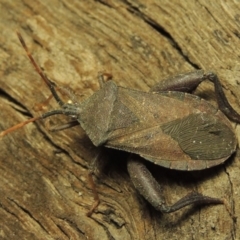 Amorbus sp. (genus) at Paddys River, ACT - 7 Dec 2016 10:09 PM