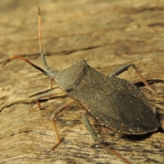 Amorbus sp. (genus) at Paddys River, ACT - 7 Dec 2016 10:09 PM