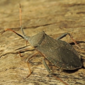 Amorbus sp. (genus) at Paddys River, ACT - 7 Dec 2016 10:09 PM