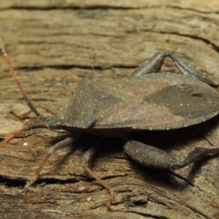 Amorbus sp. (genus) at Paddys River, ACT - 7 Dec 2016 10:09 PM