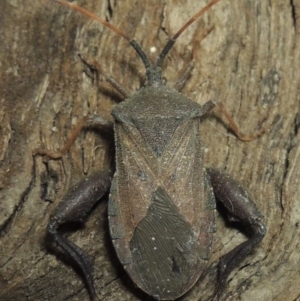 Amorbus sp. (genus) at Paddys River, ACT - 7 Dec 2016 10:09 PM