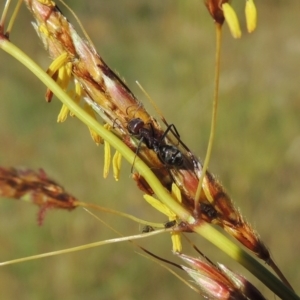 Iridomyrmex purpureus at Paddys River, ACT - 10 Dec 2016