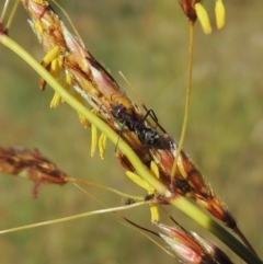 Iridomyrmex purpureus (Meat Ant) at Paddys River, ACT - 10 Dec 2016 by michaelb