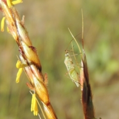 Miridae (family) (Unidentified plant bug) at Paddys River, ACT - 10 Dec 2016 by MichaelBedingfield