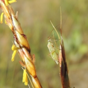 Miridae (family) at Paddys River, ACT - 10 Dec 2016