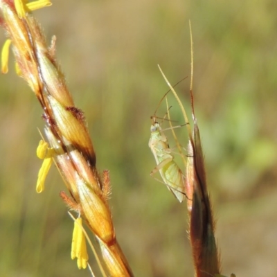 Miridae (family) (Unidentified plant bug) at Paddys River, ACT - 10 Dec 2016 by MichaelBedingfield