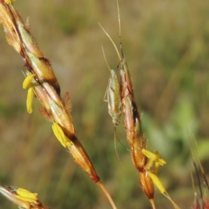 Miridae (family) at Paddys River, ACT - 10 Dec 2016