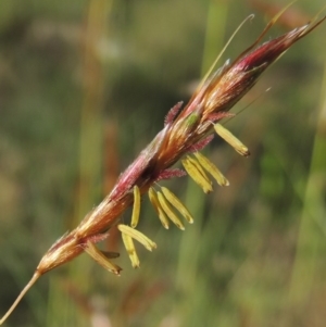 Sorghum leiocladum at Paddys River, ACT - 10 Dec 2016 05:55 PM