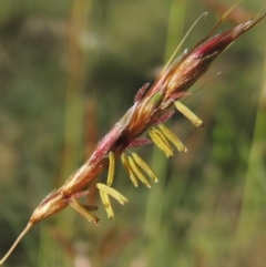 Sorghum leiocladum (Wild Sorghum) at Paddys River, ACT - 10 Dec 2016 by michaelb