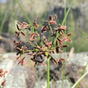 Cyperus concinnus at Paddys River, ACT - 10 Dec 2016