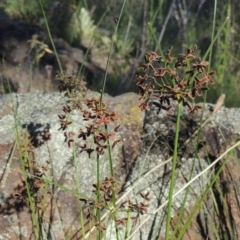 Cyperus concinnus at Paddys River, ACT - 10 Dec 2016 06:03 PM