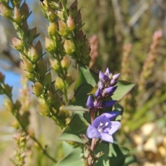 Veronica perfoliata (Digger's Speedwell) at Pine Island to Point Hut - 10 Dec 2016 by michaelb