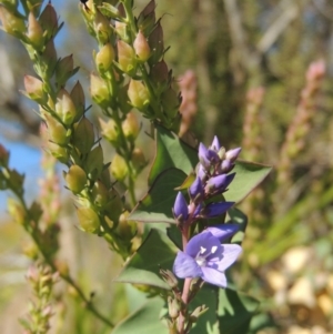 Veronica perfoliata at Pine Island to Point Hut - 10 Dec 2016 06:21 PM