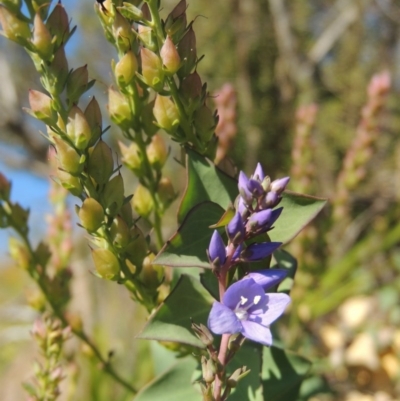 Veronica perfoliata (Digger's Speedwell) at Pine Island to Point Hut - 10 Dec 2016 by michaelb