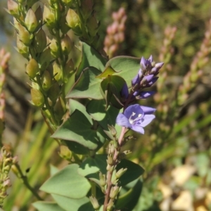 Veronica perfoliata at Pine Island to Point Hut - 10 Dec 2016