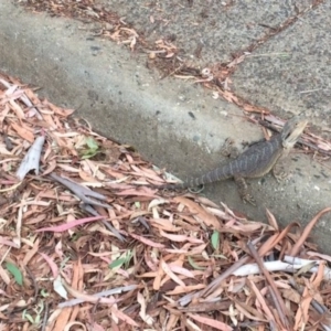 Pogona barbata at Aranda, ACT - 9 Jan 2017