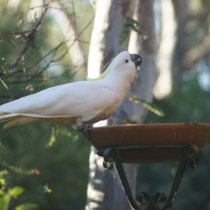 Cacatua galerita at Cook, ACT - 12 Jan 2017 06:44 PM