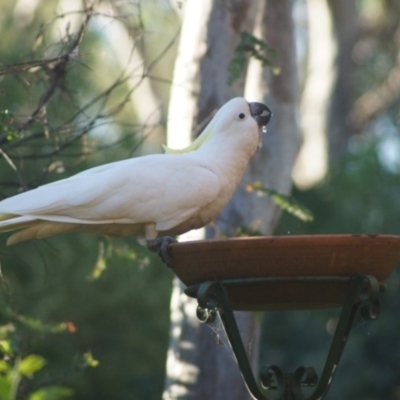 Cacatua galerita (Sulphur-crested Cockatoo) at Cook, ACT - 12 Jan 2017 by Tammy