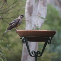 Anthochaera carunculata (Red Wattlebird) at Cook, ACT - 13 Jan 2017 by Tammy