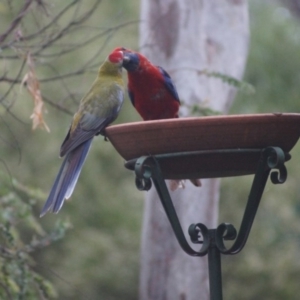 Platycercus elegans at Cook, ACT - 9 Jan 2017 07:19 PM