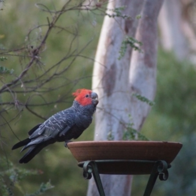 Callocephalon fimbriatum (Gang-gang Cockatoo) at Cook, ACT - 17 Jan 2017 by Tammy