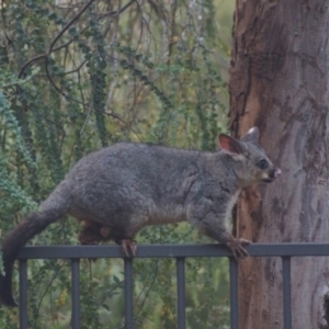 Trichosurus vulpecula at Cook, ACT - 17 Jan 2017 08:22 PM