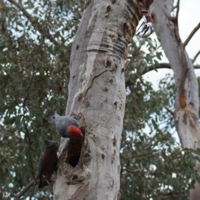 Callocephalon fimbriatum (Gang-gang Cockatoo) at Aranda, ACT - 17 Sep 2016 by Tammy