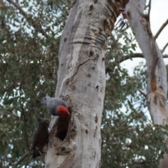 Callocephalon fimbriatum (Gang-gang Cockatoo) at Aranda, ACT - 17 Sep 2016 by Tammy
