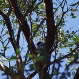 Coracina novaehollandiae at Aranda, ACT - 14 Jan 2017