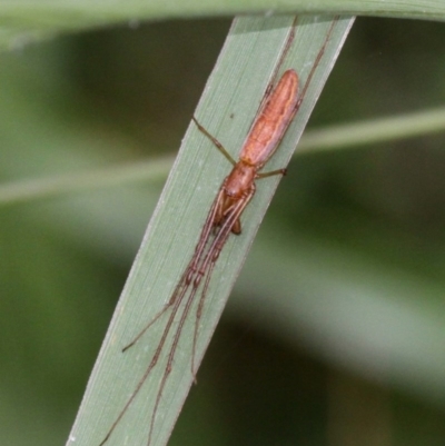 Tetragnatha sp. (genus) (Long-jawed spider) at Lake Ginninderra - 19 Jan 2017 by HarveyPerkins