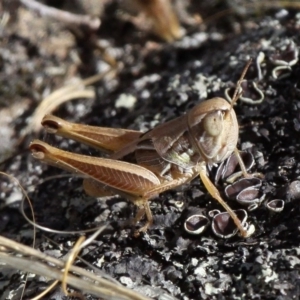 Praxibulus sp. (genus) at Dunlop, ACT - 11 Jan 2017