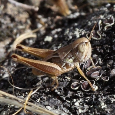 Praxibulus sp. (genus) (A grasshopper) at Dunlop, ACT - 11 Jan 2017 by HarveyPerkins