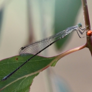 Rhadinosticta simplex at Kambah, ACT - 19 Jan 2017