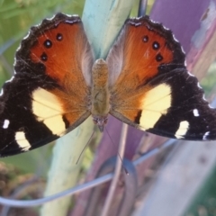 Vanessa itea (Yellow Admiral) at Weetangera, ACT - 21 Jan 2017 by snapperoonie