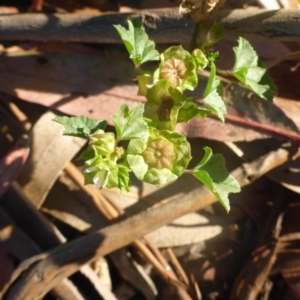 Malva parviflora at Reid, ACT - 27 Nov 2016 05:02 PM