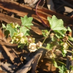 Malva parviflora at Reid, ACT - 27 Nov 2016