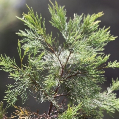 Callitris rhomboidea (Port Jackson Pine, Oyster Bay Pine) at Nadgee, NSW - 19 Jan 2017 by MichaelMcMaster