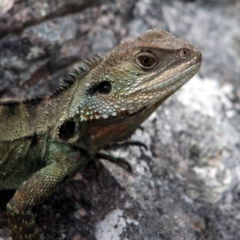 Intellagama lesueurii howittii (Gippsland Water Dragon) at Yambulla State Forest - 19 Jan 2017 by MichaelMcMaster