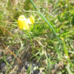 Goodenia pinnatifida at Reid, ACT - 17 Dec 2016