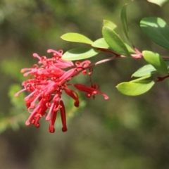 Grevillea parvula (Genoa Grevillea) at Yambulla State Forest - 19 Jan 2017 by MichaelMcMaster