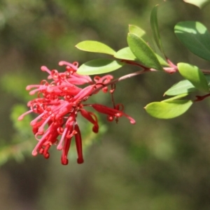 Grevillea parvula at suppressed - 19 Jan 2017