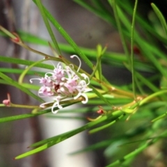 Grevillea neurophylla subsp. fluviatilis (Granite Grevillea) at Yambulla State Forest - 19 Jan 2017 by MichaelMcMaster