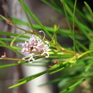 Grevillea neurophylla subsp. fluviatilis at suppressed - 19 Jan 2017