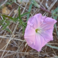 Convolvulus angustissimus subsp. angustissimus (Australian Bindweed) at Reid, ACT - 10 Jan 2017 by JanetRussell