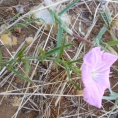 Convolvulus angustissimus subsp. angustissimus at Reid, ACT - 10 Jan 2017 09:54 AM