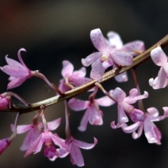 Dipodium roseum (Rosy Hyacinth Orchid) at Nadgee State Forest - 19 Jan 2017 by MichaelMcMaster