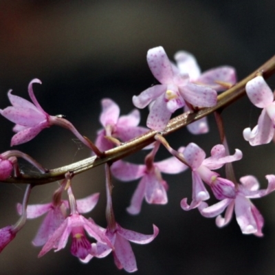 Dipodium roseum (Rosy Hyacinth Orchid) at Nadgee State Forest - 19 Jan 2017 by MichaelMcMaster